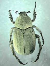 Attēlu rezultāti vaicājumam “Hoplia parvula”