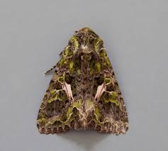 Attēlu rezultāti vaicājumam “Trachea atriplicis”