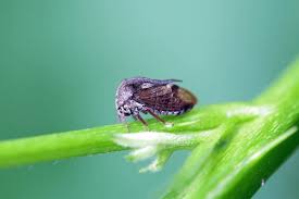 Attēlu rezultāti vaicājumam “Centrotus cornutus”