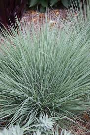 Attēlu rezultāti vaicājumam “Siphoptychium violaceum macro”