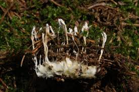 Attēlu rezultāti vaicājumam “Cordyceps farinosa”