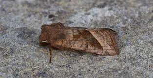 Attēlu rezultāti vaicājumam “Hydraecia micacea”