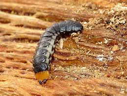 Attēlu rezultāti vaicājumam “Lygistopterus sanguineus larva”