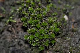 Attēlu rezultāti vaicājumam “Syntrichia virescens”