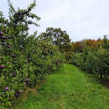 Image result for Meir Heath Cc