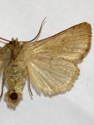 Attēlu rezultāti vaicājumam “Charanyca trigrammica”