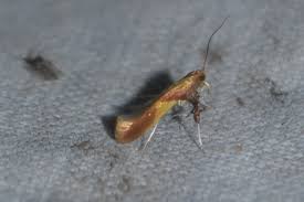 Attēlu rezultāti vaicājumam “Caloptilia alchimiella”