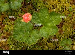 Attēlu rezultāti vaicājumam “Rubus chamaemorus fruit”