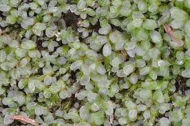 Attēlu rezultāti vaicājumam “Rhizomnium punctatum sporophyte”