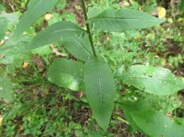 Attēlu rezultāti vaicājumam “Serratula tinctoria leaf”