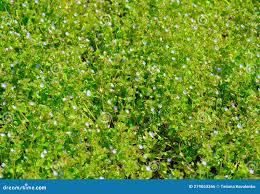 Attēlu rezultāti vaicājumam “Veronica agrestis leaf”