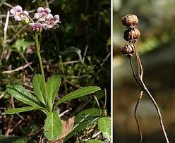 Attēlu rezultāti vaicājumam “Chimaphila umbellata”