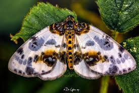 Attēlu rezultāti vaicājumam “Abraxas sylvata imago”