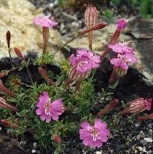 Attēlu rezultāti vaicājumam “Silene tatarica bud”