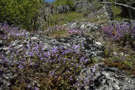 Attēlu rezultāti vaicājumam “Acinos arvensis flower”