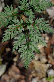 Attēlu rezultāti vaicājumam “Anthriscus sylvestris”