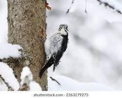 Attēlu rezultāti vaicājumam “Picoides tridactylus adult”