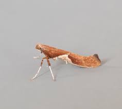 Attēlu rezultāti vaicājumam “Caloptilia stigmatella”