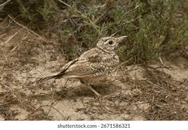 Attēlu rezultāti vaicājumam “Galerida cristata”