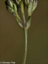Attēlu rezultāti vaicājumam “Gypsophila fastigiata bud”