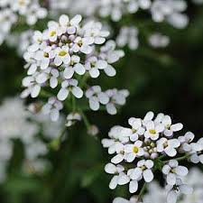 Image result for Iberis amara