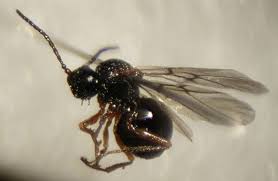 Attēlu rezultāti vaicājumam “Diastrophus rubi”