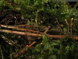 Attēlu rezultāti vaicājumam “Heyderia pusilla”