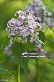 Attēlu rezultāti vaicājumam “Lunaria rediviva flower”