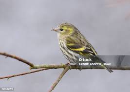 Attēlu rezultāti vaicājumam “Carduelis spinus female”