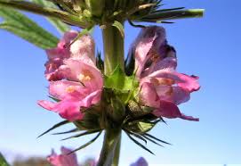 Attēlu rezultāti vaicājumam “Leonurus quinquelobatus flower”