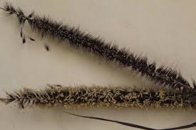 Attēlu rezultāti vaicājumam “Gramineae”