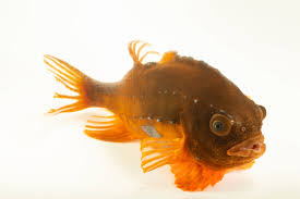 Image result for Cyclopterus lumpus