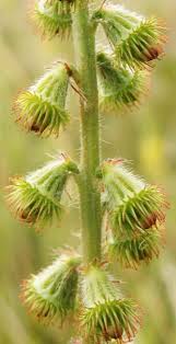 Attēlu rezultāti vaicājumam “Agrimonia eupatoria fruit”