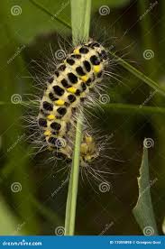 Attēlu rezultāti vaicājumam “Zygaena lonicerae”