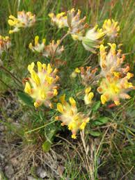 Image result for Anthyllis vulneraria rubra