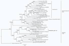 Attēlu rezultāti vaicājumam “Junghuhnia collabens”