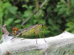 Attēlu rezultāti vaicājumam “Panorpa communis imago”