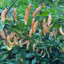 Afbeeldingsresultaat voor peach habanero hot pepper