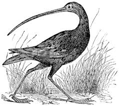 Image result for Numenius tenuirostris