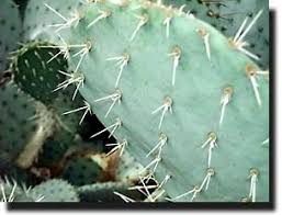 Image result for Cactaceae