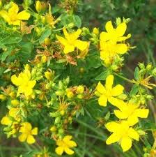 Image result for Hypericum perforatum