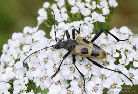 Attēlu rezultāti vaicājumam “Pachyta quadrimaculata”