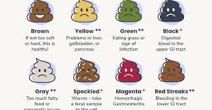 Image result for cestoda excrement dog