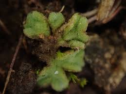 Attēlu rezultāti vaicājumam “Riccia sorocarpa macro”