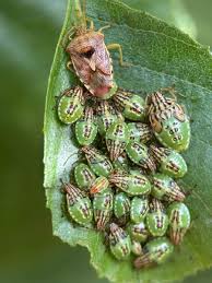 Attēlu rezultāti vaicājumam “Elasmucha grisea imago”