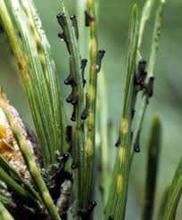 Attēlu rezultāti vaicājumam “Neodiprion sertifer larva”