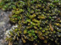 Attēlu rezultāti vaicājumam “Leiocolea collaris”