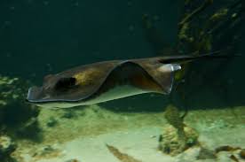 Image result for Dasyatis pastinaca