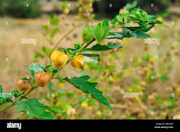 Attēlu rezultāti vaicājumam “Nicandra physalodes fruit”