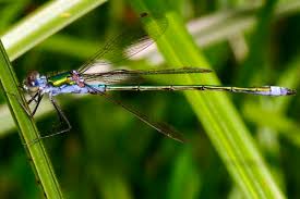 Attēlu rezultāti vaicājumam “Lestes sponsa”